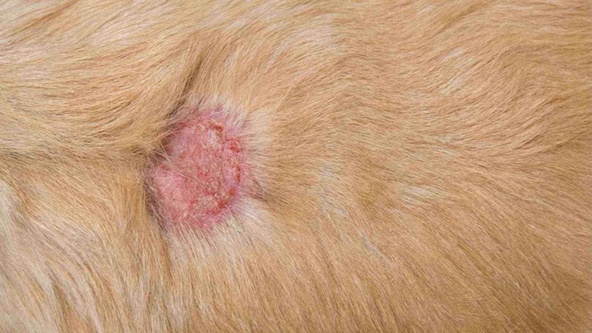 Tiña en perros fotos